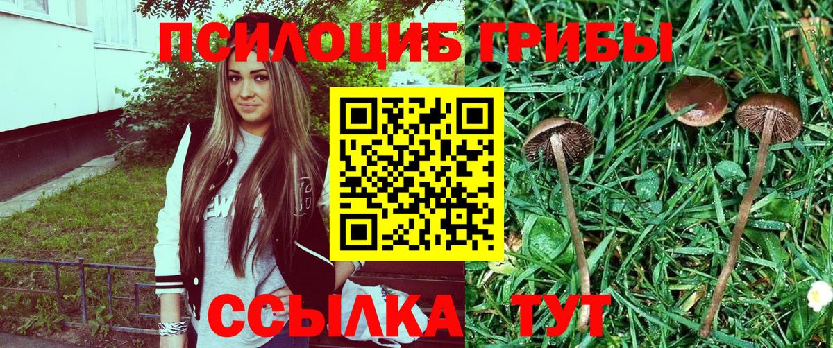 Галлюциногенные грибы Psilocybe Ленинск-Кузнецкий